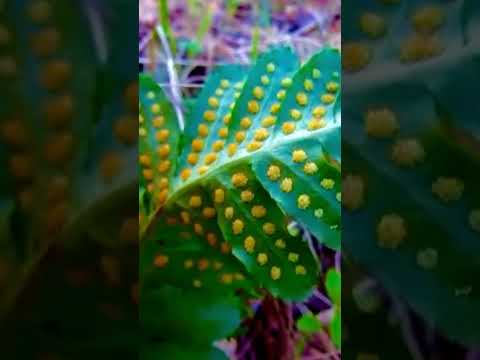 Polypody fern with golden cluster of sporangia.