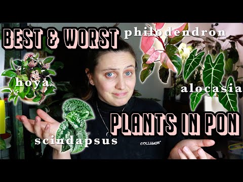 BEST houseplants in semi-hydro? 🪴 ...and the WORST