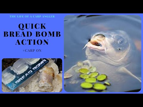carp fishing quick BREAD BOMB ACTION #CARP ON