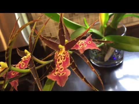 New orchid updates