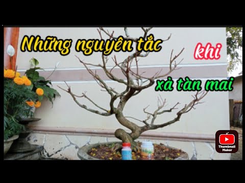 How to Get Rid of Yellow Apricot Blossoms After Tet, Pay Attention to Fertilizing to Stimulate Ro...