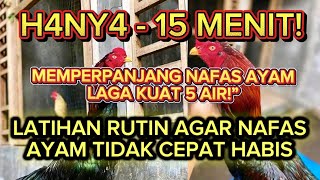Download lagu CARA MEMPERPANJANG NAFAS AYAM KONTES KUAT LIMA SAMPAI ENAM AIRAN! mp3