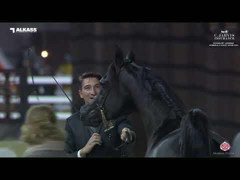 N.104 D K'HAILAN - Katara Int. Arabian Peninsula Horse Show 2023 - Colts 3 Years Old (Class 6).mp4