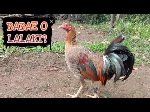 KAKAIBANG MANOK HINDI MO MALAMAN KUNG BABAE O LALAKI