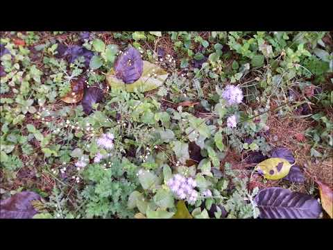 Poster raqeebon se habibon se