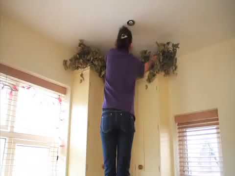 download lagu mp3 mp4 Dried Hops Vines For Sale, download lagu Dried Hops Vines For Sale gratis, unduh video klip Dried Hops Vines For Sale