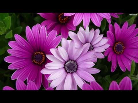 Din Nåde - Linn Kristin Løvfall