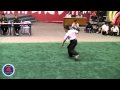 Southern Shaolin Kung Fu Panther