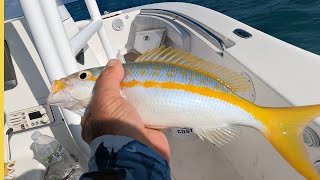 Non-Stop Catching: Monster Flag Yellowtail, Mutton Snapper & Sharks on the Key Largo Patch Reefs!