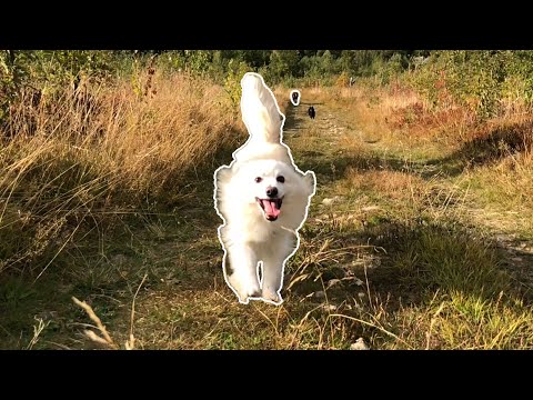 Cute Dogs Running