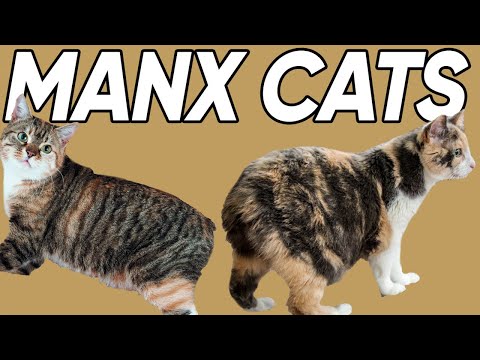 5 Marvelous Facts About Manx Cats