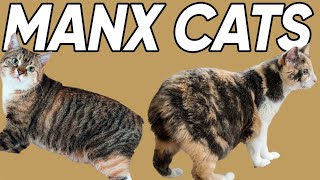 5 Marvelous Facts About Manx Cats