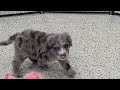 Mini Sheepadoodle dogs for sale: Hershy - Video 1