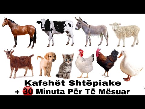 Kafshet Shtepiake + 30 Minuta Për Të Mësuar