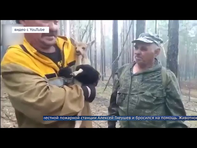 Спасение олененка