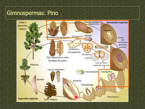 Morfología Vegetal - Tema 9 -  Reproducción sexual (2020)