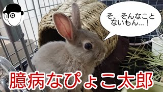 ケージの外がこわい"ぴょこ太郎"#3【ネザーランドドワーフ(Netherland Dwarf rabbit)】
