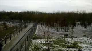 preview picture of video 'Veresegyház, medve farm'