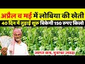 Cowpea Farming In Summer Will Make You Rich Cowpea Farming In India How To Farm Barbati And Boda