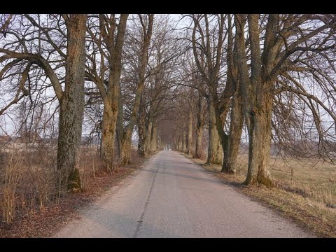 Wenn wir hier keine Elche sehen, wo dann? - Teil 3 der Kaliningrad-Filmserie