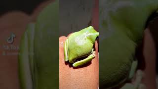 Download lagu kodok pesek papua/Litoria caerulea mp3