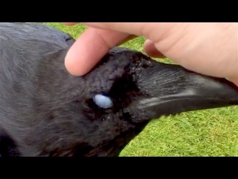 Making music with ravens...