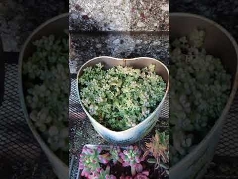 サボテンと多肉植物の水やりについて知っておくべきこと - 量、頻度、避けるべき間違い!  庭園