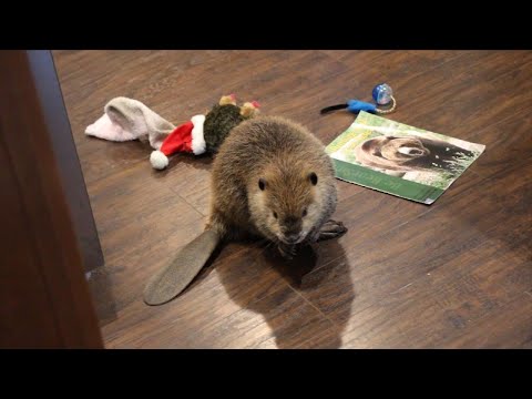 'Justin Beaver' Makes Dams Out of Household Items After Rescue