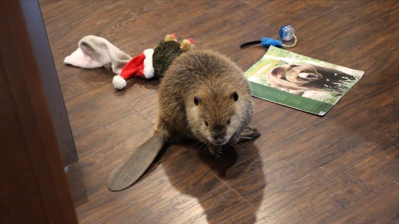 <h1 class=title>'Justin Beaver' Makes Dams Out of Household Items After Rescue</h1>