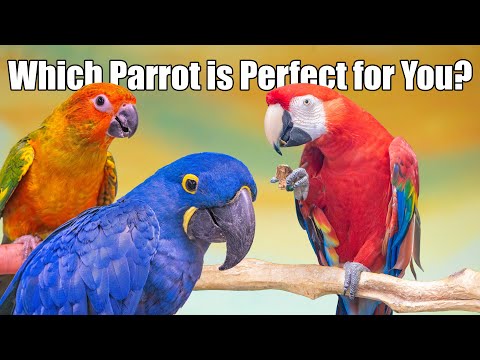 How to Find the Perfect Parrot for You