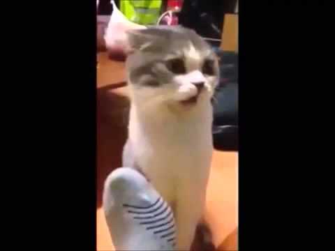 Gatos chistosos 2015 funny cats