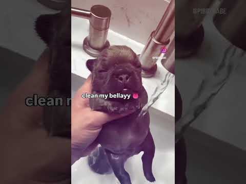 clean my bellay #pibble #meme