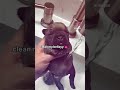 Clean My Bellay Pibble Meme
