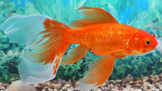 Goldfish Swimming | Best Fish Tank | Relaxing Piano Music for relaxation and to fall asleep 🐟