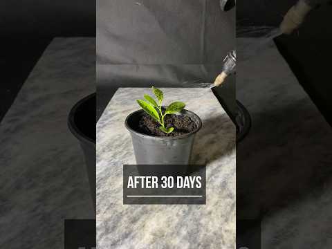 Ultimate Guide: Growing Lemon Trees from Seeds | DIY Lemon Tree Planting Tips