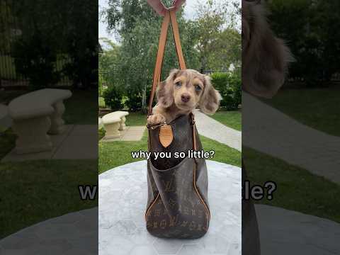 The smallest little dachshund puppy🥹 #dachshund #puppy #wienerdog #dappledachshund