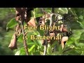 Fire Blight in Pear Trees Treatment