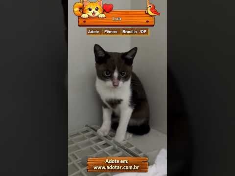 Vídeo de Lua