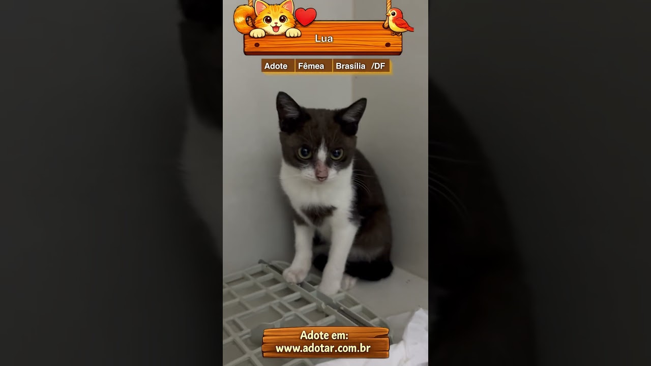 Gato raça SRD-ViraLata idade 2 a 6 meses nome Lua