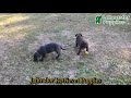 Labrador Retriever dogs for sale: Cash - Video 1