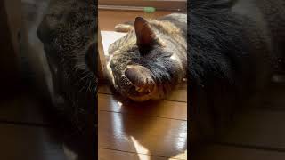 日向ぼっこ中のライガ君　#ねこのいる暮らし #ねこのいる生活 #ねこ動画