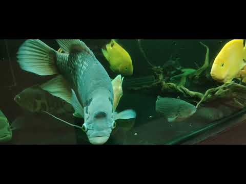 Giant gourami is getting bigger #kaloi