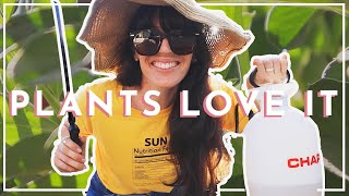 How to make Aerated WORM TEA | COMPOST TEA RECIPE | Regenerative Gardening | Hey It's A Good Life