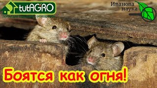 Мыши бегут как от огня: это средство спасет ваш дом от самых упрямых захватчи