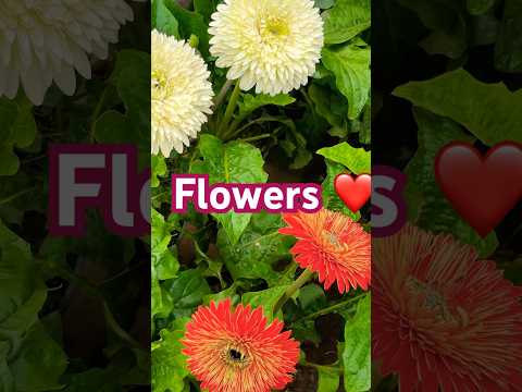 Flowers❤️ #viralvideo #viralshorts #trending #trendingshorts #vlog #shorts #youtubeshorts