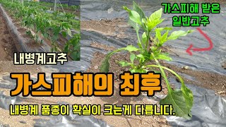 고추농사 고추가스피해의 최후 고추내병계 품종 확실히 병 없이 튼튼하고 잘 큽니다