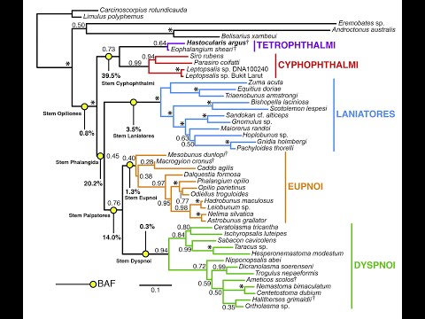 Molecular clocks and phylogeny