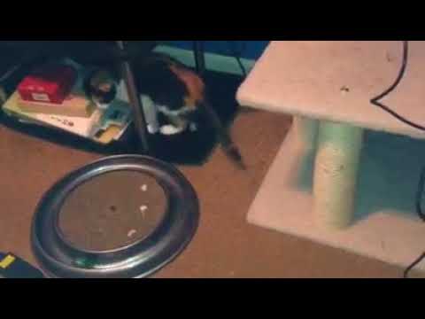 Toshiko with Lighted Disc