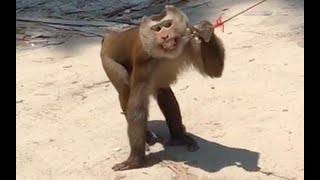 Monkeys Abused by Coconut Farmers