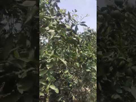 Chacra #naturaleza #chacras